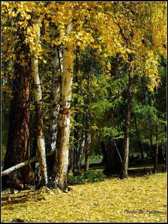 喀纳斯风光组图