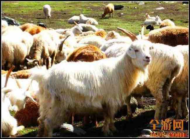 新疆北疆风光,图七