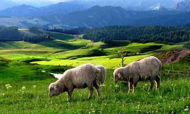 昌吉风光,图十一