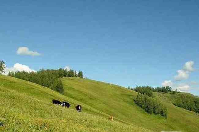 新疆喀纳斯风光,图二