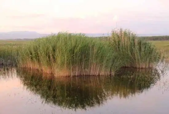 哈巴河：金色芦苇荡