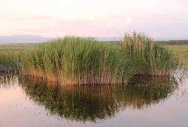 哈巴河：金色芦苇荡,图六