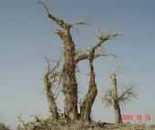 新疆羅布泊枯死的樹