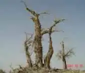 新疆罗布泊枯死的树