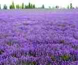 紫色花海飄香伊犁