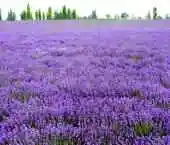 紫色花海飘香伊犁