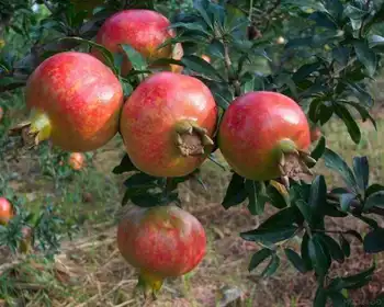 阿图什概况,图二