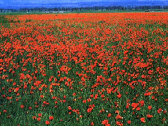 新疆红花,图一