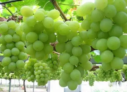 葡萄