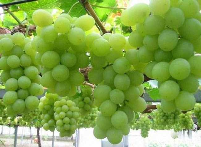 葡萄,图一