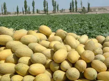 哈密瓜,图一