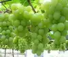 葡萄