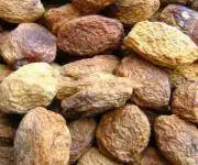 纯天然大白杏干