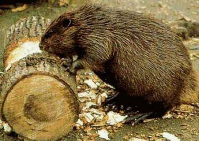 惟一的河狸自然保护区,图一