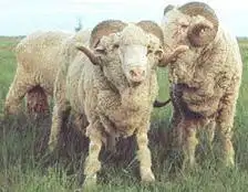 第一个绵羊优良品种