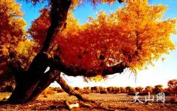 面积最大的天然胡杨林,图一