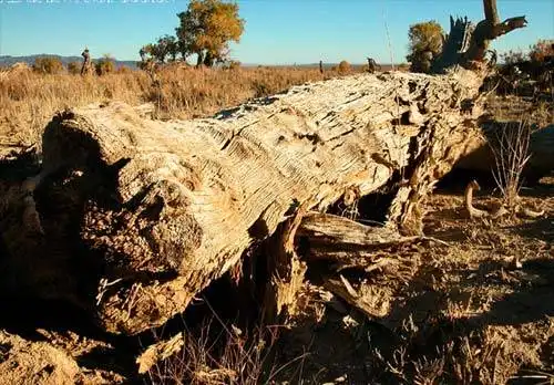 面积最大的天然胡杨林