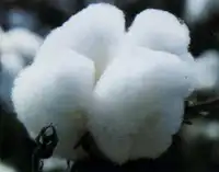 质量最好的长绒棉