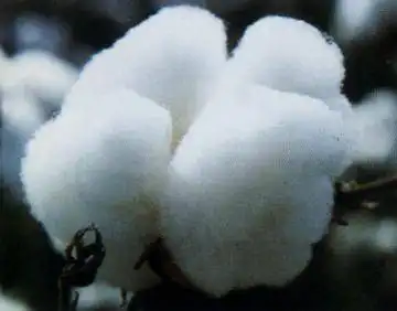 质量最好的长绒棉