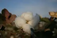 棉花产量最高的省区