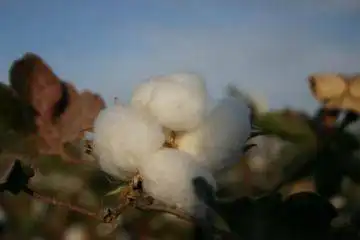 棉花产量最高的省区