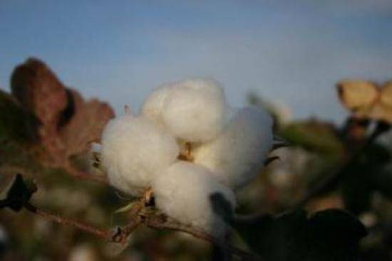 棉花产量最高的省区,图一