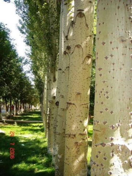 中国惟一发现欧洲黑杨树种的省区,图一