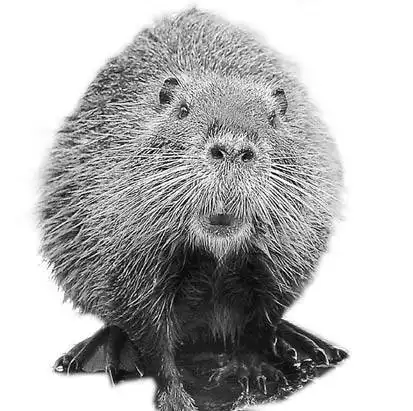 惟一的河狸自然保护区