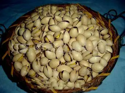 中国唯一种植开心果的地方