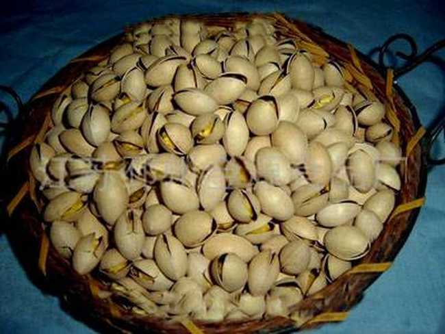 中国唯一种植开心果的地方,图二