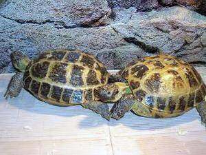 中国惟一的四爪陆龟保护区,图二