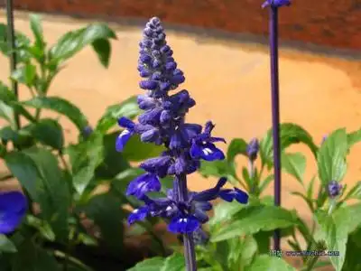 熏衣草产油量最高