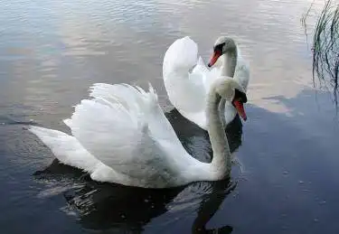 惟一的天鹅自然保护区