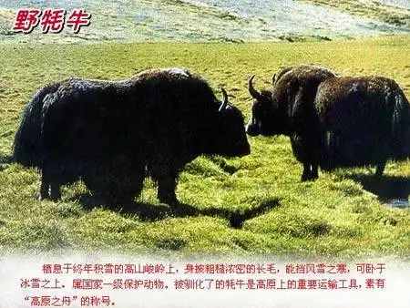 居住最高的动物