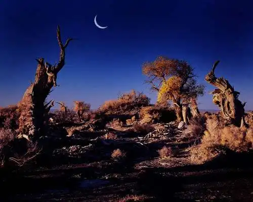 面积最大的天然胡杨林