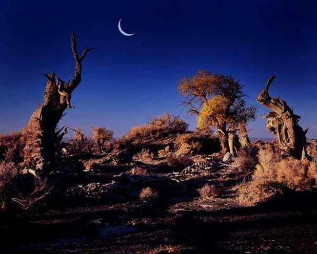 面积最大的天然胡杨林,图三
