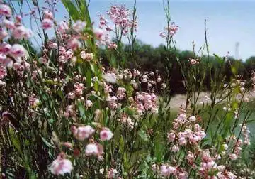 罗布麻面积分布最广的省区