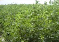 质量最佳的苜蓿