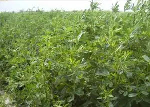 质量最佳的苜蓿