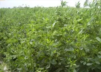 质量最佳的苜蓿