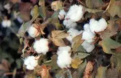 质量最好的长绒棉