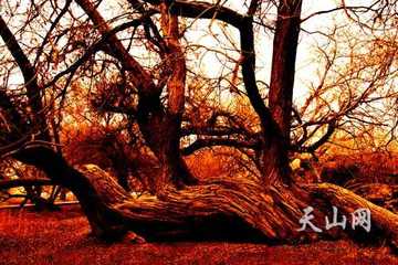 柽柳属植物分布最广的省区,图二