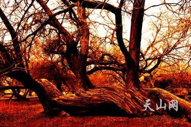 柽柳属植物分布最广的省区,图二