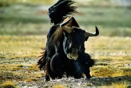 居住最高的动物