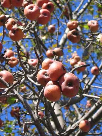 野苹果林面积最大的省区,图二