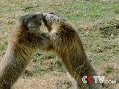 惟一的河狸自然保护区