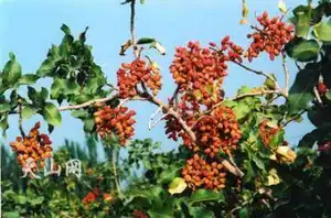 中国唯一种植开心果的地方