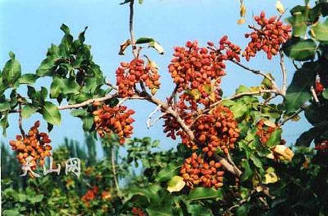 中国唯一种植开心果的地方,图一