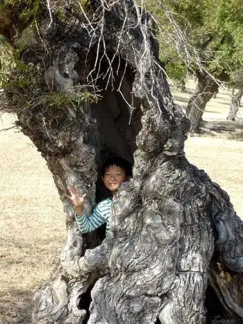 柽柳属植物分布最广的省区,图三