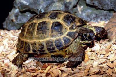 中国惟一的四爪陆龟保护区,图一